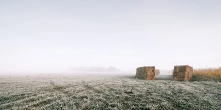 Winterlandschaft mit gefrorenem Gras und sanften Nebelschwaden