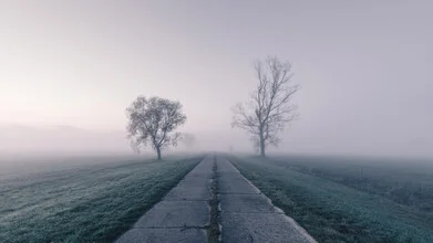 Row of trees by the roadside in fog at sunrise