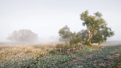 Herbstlandschaft im Nebel mit Bäumen und Feldern, ruhige Stimmung.