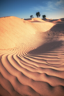 Jean Claude Castor, Wahiba Sands Wüste mit Dünen und Bäumen (Oman, Asien)