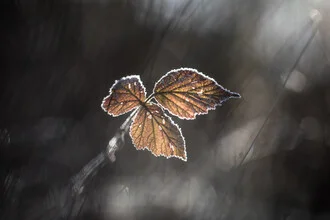 Photo art by Sebastian Worm: detailed blackberry leaves with rime in autumn.