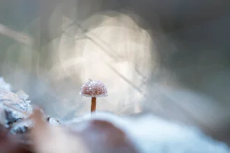 Nahaufnahme eines gefrorenen Pilzes auf dem Waldboden im Winter.