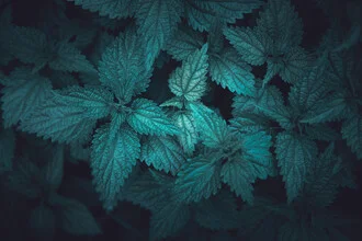 Close-up of a stinging nettle against a dark background, conveying a calm atmosphere.