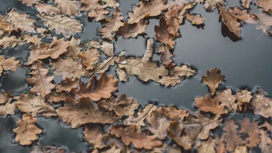 Photo art by Robert Hagstotz: oak leaves in water, autumn colors and tranquil mood