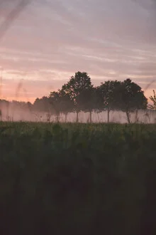 Tree alley at sunrise with warm tones in silhouette