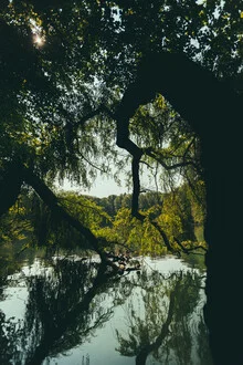 Photo art by Robert Hagstotz: lush jungle with light play among the trees