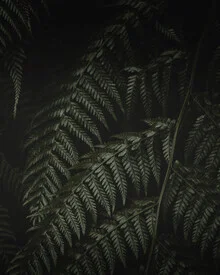 Photo art by Laura Zimmermann: abstract fern leaf in a dark ambiance