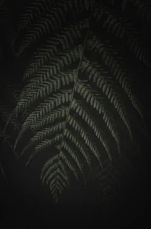 Photo art by Laura Zimmermann: fern in a dark setting