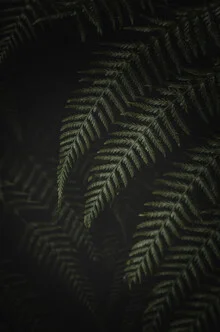 Abstraktes Fotokunstwerk mit Farnblättern in dunkler Umgebung