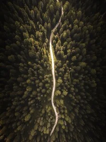 Photo art by Laura Zimmermann: forest path viewed from above
