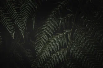 Abstraktes Fotokunst von Laura Zimmermann: farnartige Blätter im Dunkeln