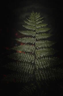Photo art by Laura Zimmermann: Abstract representation of a fern leaf in a dark setting