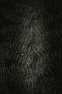 Photo art by Laura Zimmermann: fern leaves in a dark, moody setting
