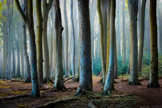 Autumn photo art showing fog over trees in the Ghost Forest