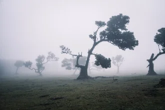 Misty forest in Portugal, gentle light rays filtering through the trees