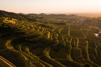 Photo art by Lina Jakobi: gentle vineyards at sunset in Kaiserstuhl