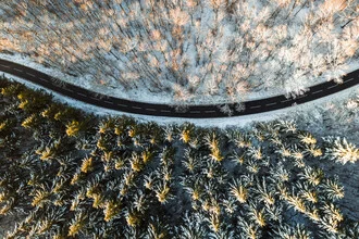 Photo art by Lina Jakobi: two forests divided by a street.