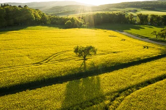 A solitary tree against a warm sunset in a tranquil field.