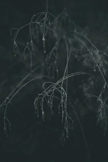 Fotokunst von Steffen Schulte-Lippern: gefrorene Flora im Wald