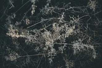 Fotokunst von Steffen Schulte-Lippern: gefrorene Pflanzen in kühlen Farbtönen