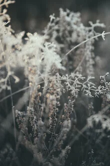 Fotokunst mit gefrorenen Pflanzen im Winter, sanfte Farben und ruhige Stimmung.