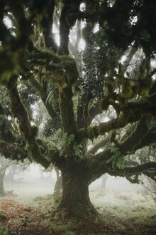 Photo by Steffen Schulte-Lippern: Mist surrounds impressive Madeira trees.