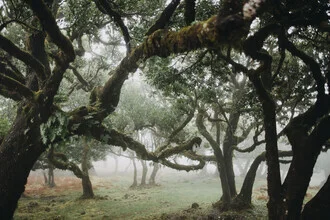 Forest scene featuring laurel trees surrounded by gentle mist.
