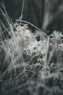 Photo art by Steffen Schulte-Lippern: frozen plants in a winter atmosphere