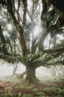 Photo art by Steffen Schulte-Lippern: serene laurel tree landscape in Madeira