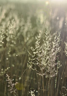 Fotokunst: sanftes Morgenlicht über grünem Gras, das eine ruhige Stimmung vermittelt