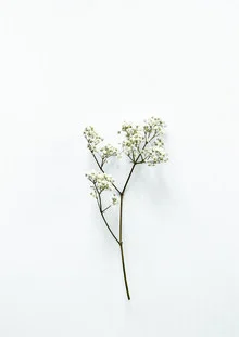 Fotokunst von Studio Na.hili: minimalistisches Motiv mit einem weißen Zweig auf hellem Hintergrund