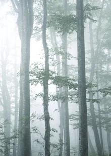 Fotokunst von Studio Na.hili: nebliger Herbstwald mit sanften Farben und ruhiger Stimmung
