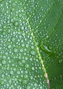 Photo art by Studio Na.hili: Drops on a leaf in the morning woods