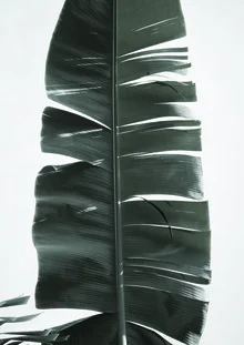 Tropical Jungle Vibes - Fineart photography by Studio Na.hili
