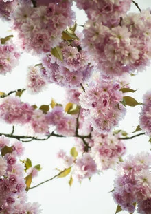 Soft cherry blossoms in delicate pink, capturing a tranquil moment of spring.