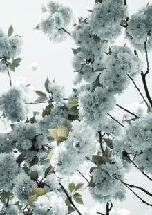 Photo art featuring white spring blossoms in soft colors and harmonious light.