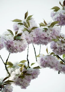 Fotokunst von Studio Na.hili: zarte Wolken aus Kirschblüten im Frühling