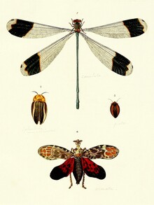 Vintage Nature Graphics, Libelle, Käfer, Schmetterling (Deutschland, Europa)