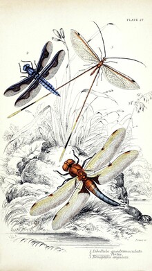 Vintage Nature Graphics, Drei Libellen (Deutschland, Europa)