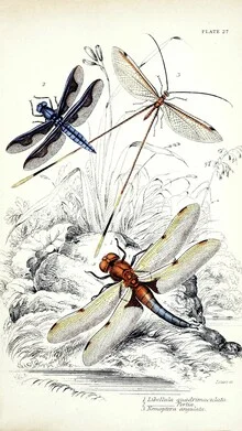 Illustration von Vintage Nature Graphics: drei Libellen in sanften Farben