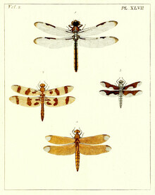 Vintage Nature Graphics, Libelle 2 (Deutschland, Europa)