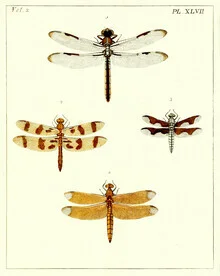 Illustration einer Libelle in sanften Farben, die eine ruhige, botanische Stimmung vermittelt.