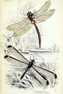 Vintage Nature Graphics, Zwei Libellen am Teich (Deutschland, Europa)
