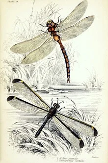 Illustration von Vintage Nature Graphics: zwei Libellen am Teich im sanften Licht.