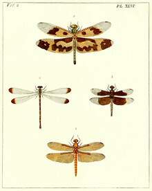 Vintage Nature Graphics, Vier Libellen (Deutschland, Europa)