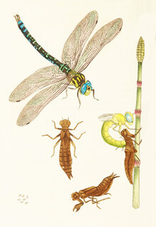 Vintage Nature Graphics, Libellen und andere Insekten (Deutschland, Europa)
