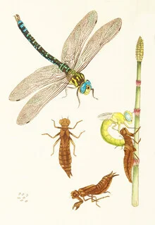 Illustration von Vintage Nature Graphics: Libelle und andere Insekten in sanften Farben