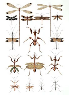 Illustration von Vintage Nature Graphics: stilisierte Libellen in sanften Farben