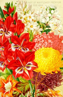Illustration von Vintage Nature Graphics: botanische Darstellung von Chrysanthemen