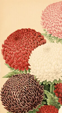 Vintage Illustration Chrysanthemums 4 - Fineart photography by Vintage Nature Graphics